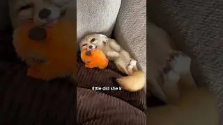 Charming fox 