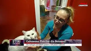 Cafeneaua Pisicilor din Botoșani: Un refugiu al iubirii pentru 110 pisici salvate