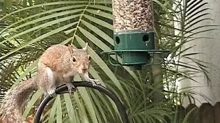 Funny Animal Wild-Life Compilation FYV