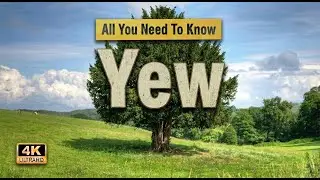 Yew Tree | All You Need To Know About