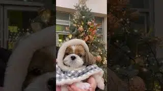 🌟Merry Christmas🌟Cute Shih Tzu Dog With Christmas Tree 🐶🎄✨