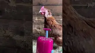 Henrietta the One Millionth Hen