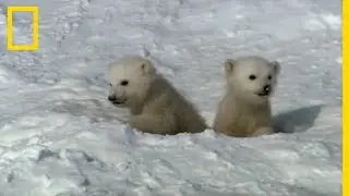 A polar bear cub's first steps