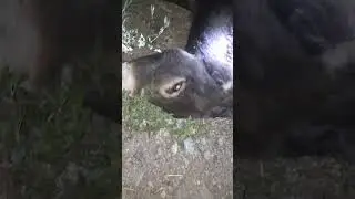 Осторожно на дорогах не будьте ослами берегите себя !