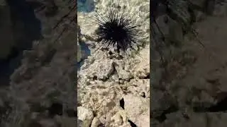huge sea urchin in the Red Sea Egypt #shorts #egypt #seaurchin #travel #redsea