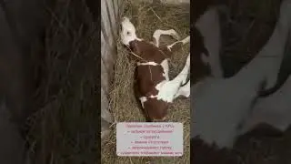 ПРИЗНАКИ СТОЛБНЯКА У КРС. Здоровье телят. Ветеринария и зоотехния. Помощь животным. Заболевания КРС