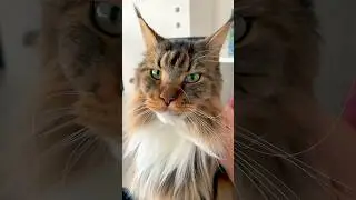 Что коту от меня надо? #4k #shorts