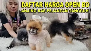 Daftar Harga Open BO Anjing Ras Pejantan Tangguh