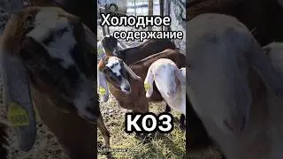 холодное содержание коз