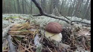 Белый гриб в мае. Я в шоке ребята!))