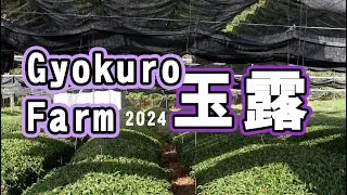 玉露の収穫までの様子（サムライ茶人の畑2024年春）