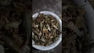 #раки