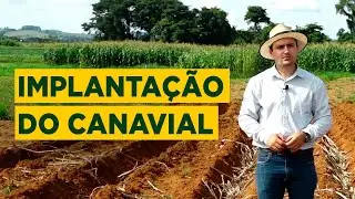 PRINCIPAIS ASPECTOS NA IMPLANTAÇÃO DE UMA LAVOURA DE CANA