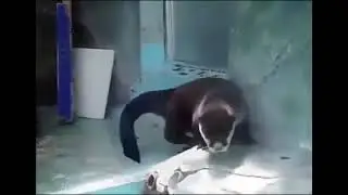 ой сало сало українське сало