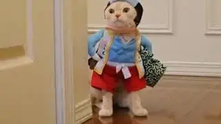 KEDİLERİN EN GÜZEL ANLARI :d