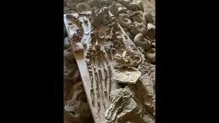 Сенсационная находка. Гигантская морская черепаха
