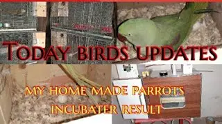 Today birds update kis kis pair ny breed kr li hai or parrots k lye incubater bnaya hai us ka result