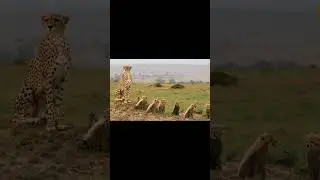 Мать героиня