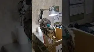 Совушка жертва ДТП