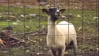 смешные животные часть 1
