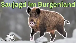 Fürstliche Drückjagd im Burgenland [Drückjagd auf Sauen im Jagdrevier Thiergarten]