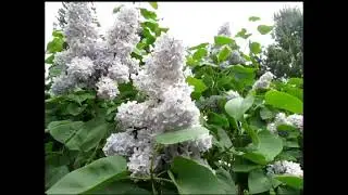 Настрой Сытина на энергию и силу жизни