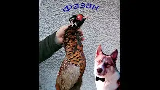КРЫМ. ОХОТА. ФАЗАН.