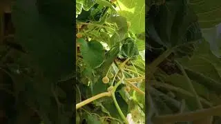 Huge backyard kiwi vine. Flowering in Modesto California. zone 9b