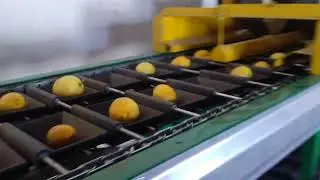 Proceso Cítricos (2) - AV-INGENIERÍA E.I.R.L