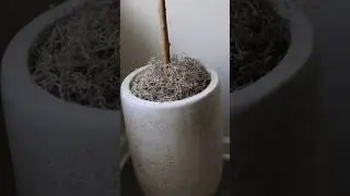Affordable Luxury Planter| Home Decor| Amazon Home #homedecor #amazon #shorts