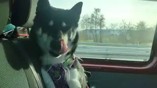 Autofahrt mit Husky 💙 | 🐺 Husky Goraidh 🐾