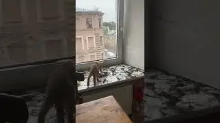 Мама разговаривает с Масяней 😄🐈