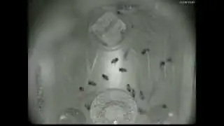 Honey Bee Time-lapse: A Thriving Hive