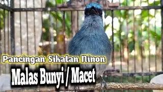 Pancingan Sikatan Ninon Malas Bunyi / Macet