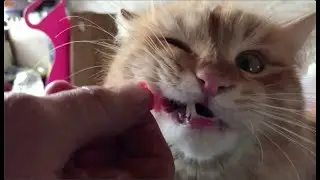 Рыжий Тигр 🐅 Рыжий Зверь
