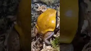 TOMATO FROG NASTY
