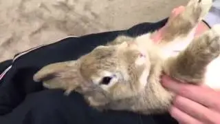 Bunny Dancing