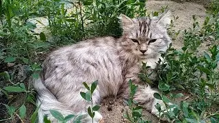 Кошки. История о том, как Греси попала к нам
