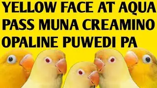 WAGKA BUMILI SAYANG LANG PUHONAN MO DIMU MABENTA