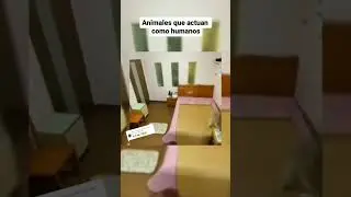 INCREÍBLES COSAS QUE NO DEBIMOS VER 😱😱😳🤯😱🤯 #trend #camuflaje #camuflaje