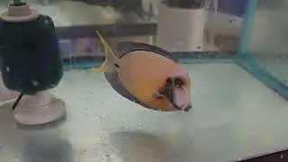 Chocolate Tang $649 - Bali