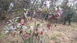 Cinchona trees forest
