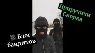 Блог Бандитов. Приручили снорка. #сталкер #stalkershorts #stalker2