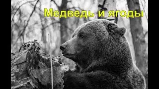 Медведь и последние ягоды осенью 2022г