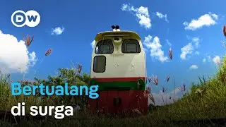 Serunya naik kereta di jalur perkebunan tebu di Karibia | DW Dokumenter