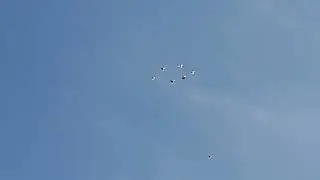 Опать птица в небе 22 04 2024 г