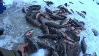 Тыня
