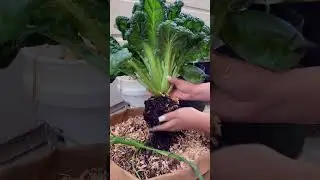 The EASIEST vegetable to grow in the shade #smallspacegardening #containergardening #gardening