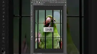 Remove a Bird Cage   Short Photoshop Tutorial