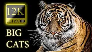 12K HDR 60fps Dolby Vision - Colorful World Animals - Sound Animals - Part 4